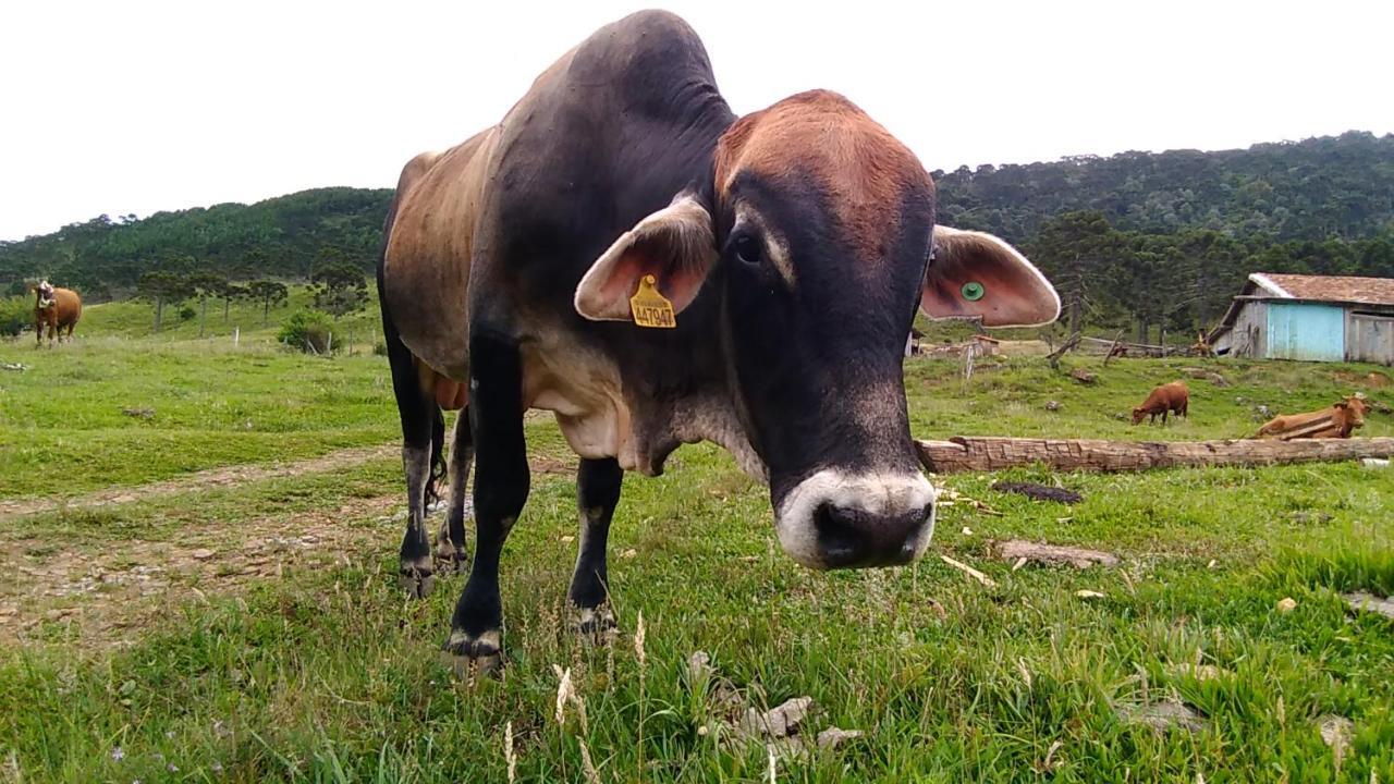 Cabanas Fazenda Da Raia 乌鲁比西 外观 照片